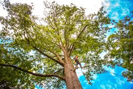 Best Tree Mulching  in Inverness, CA