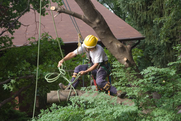 Best Tree Cabling and Bracing  in Inverness, CA