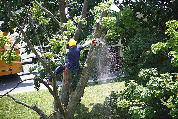 Best Leaf Removal  in Inverness, CA